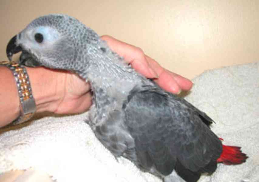 Ochočení afrošedí papoušci k novému domovu - foto 2