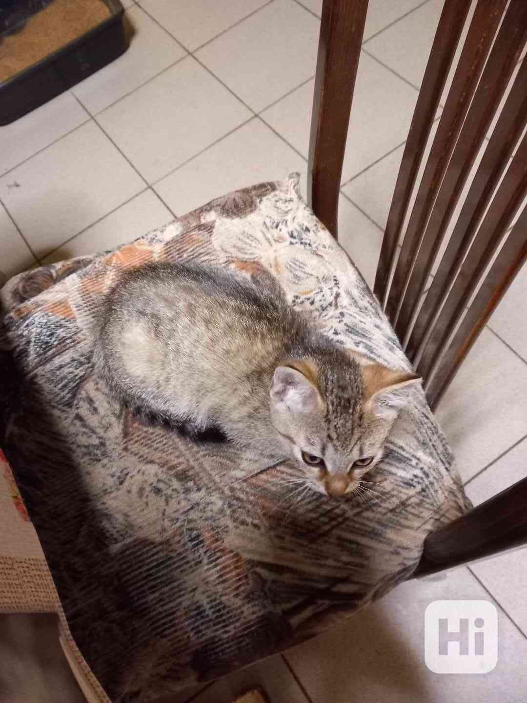 Daruji kote  - foto 1