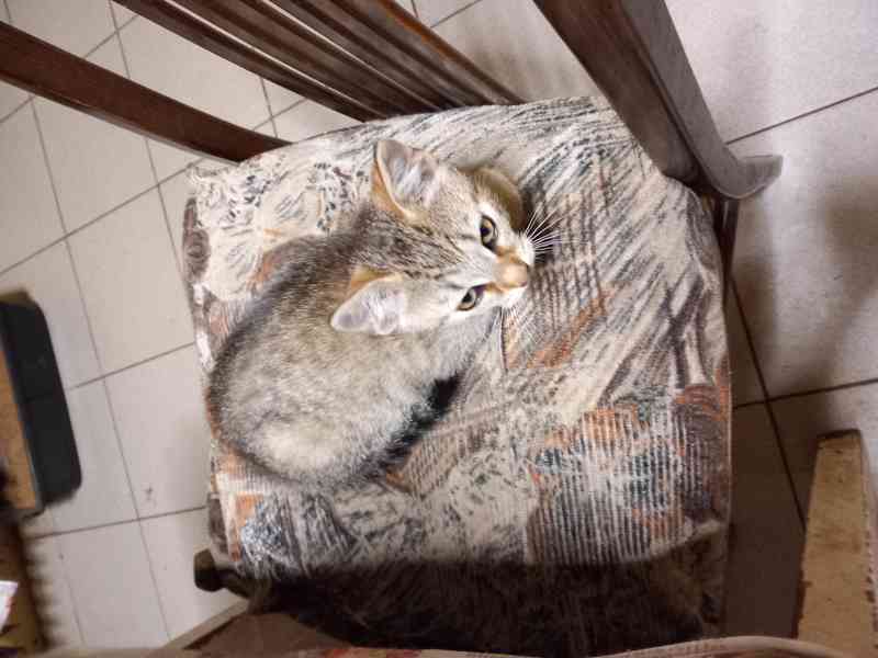 Daruji kote  - foto 2