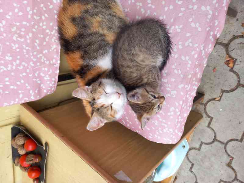 Daruji kote  - foto 3