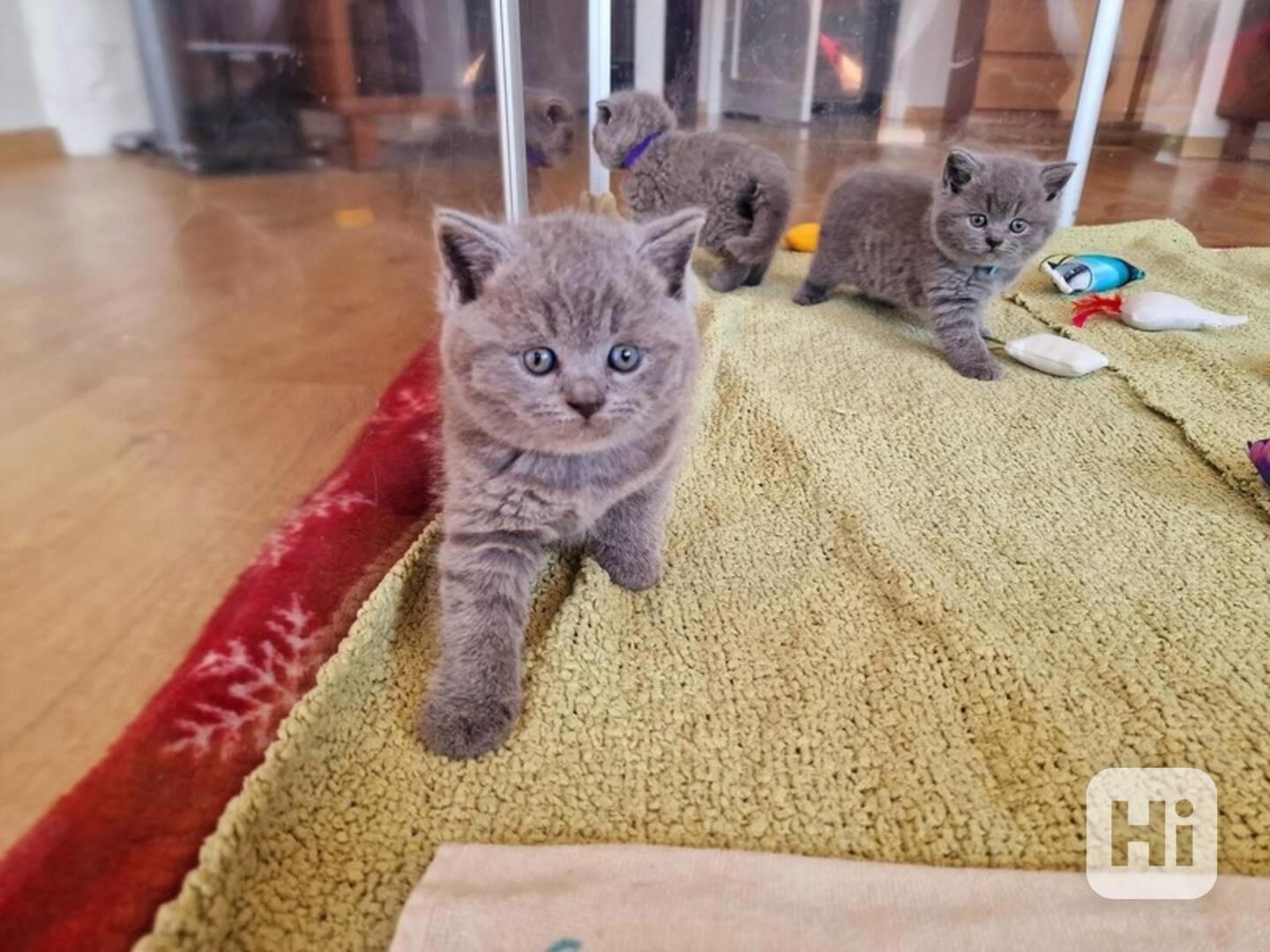 kitten - foto 1
