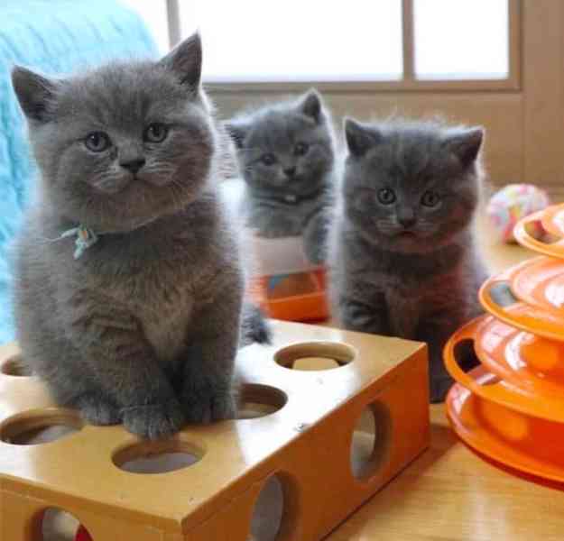 kitten - foto 3