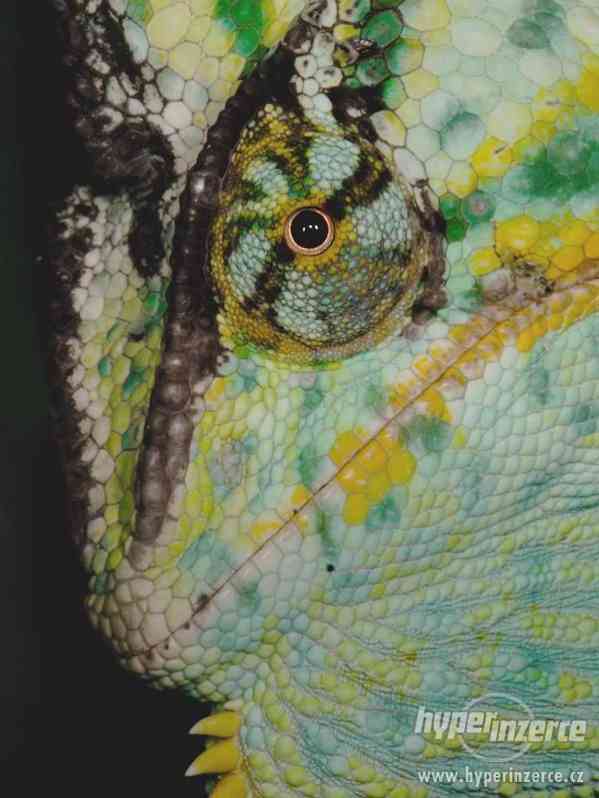 Chameleon s terarijním kompletem - foto 1