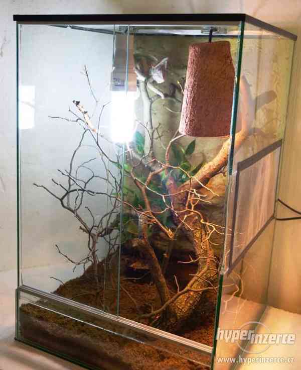 Chameleon s terarijním kompletem - foto 3