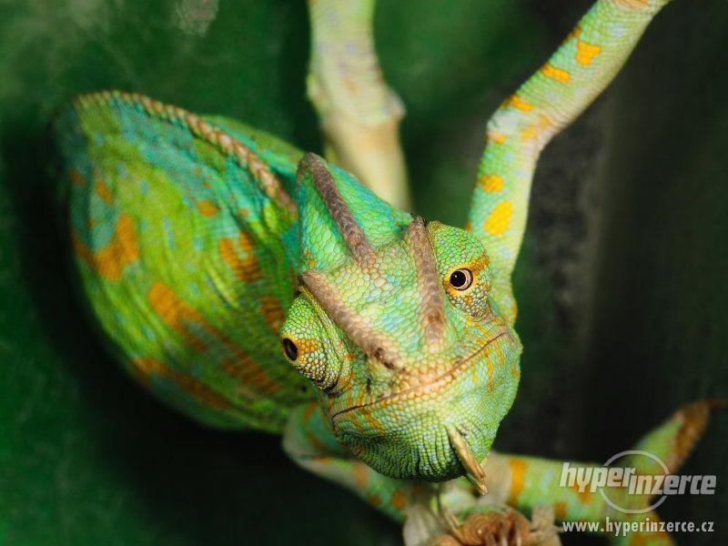 Chameleon s terarijním kompletem - foto 4