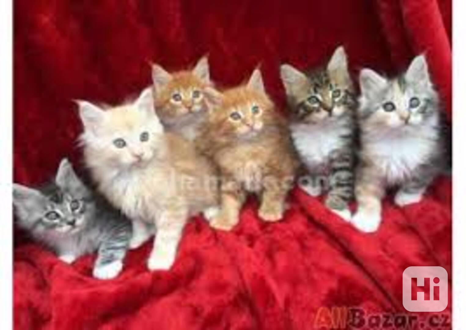 Krasná mainská mývalí koťátka k adopci - foto 1