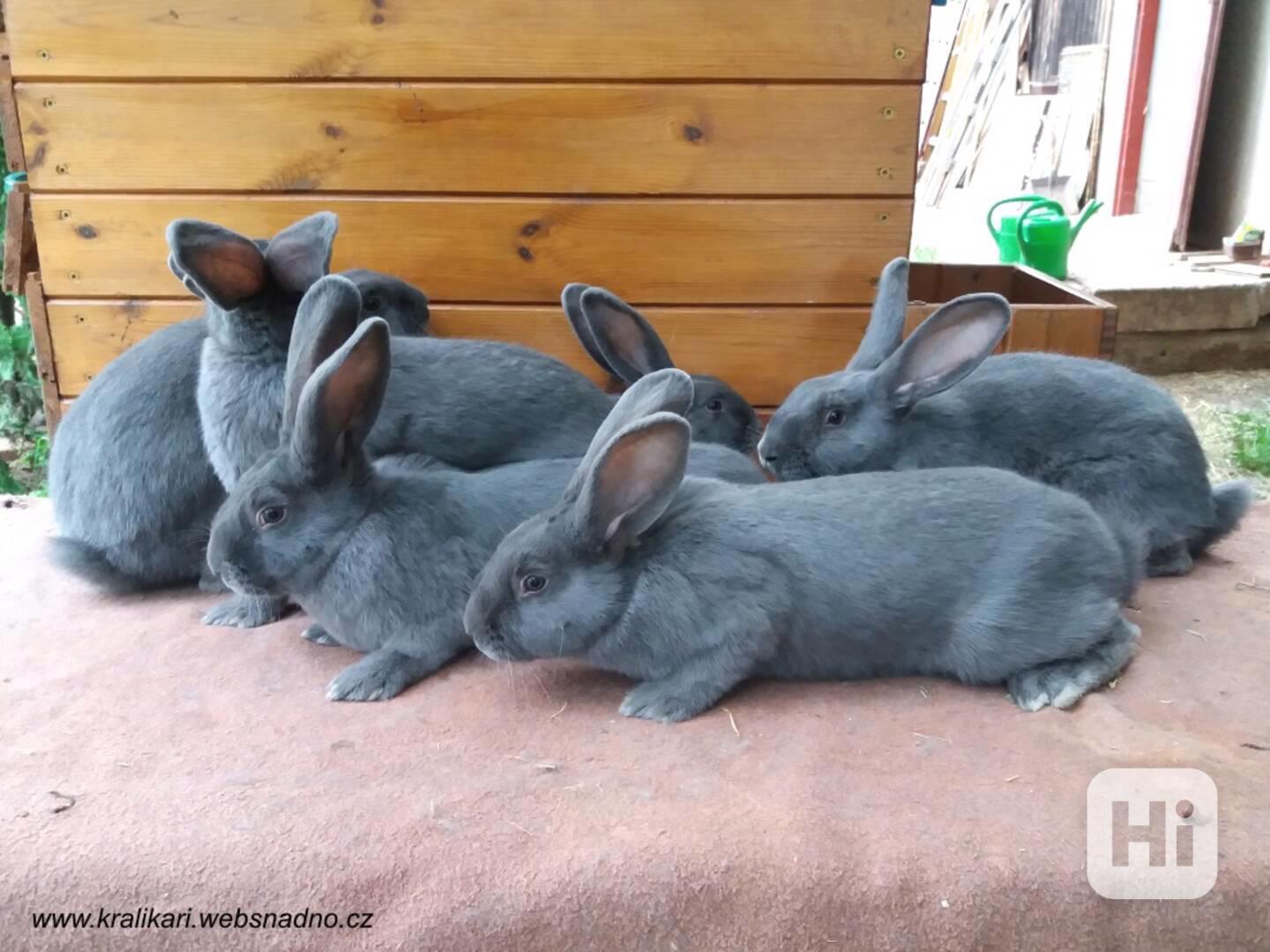 Králíci do chovu - moravský modrý - foto 1