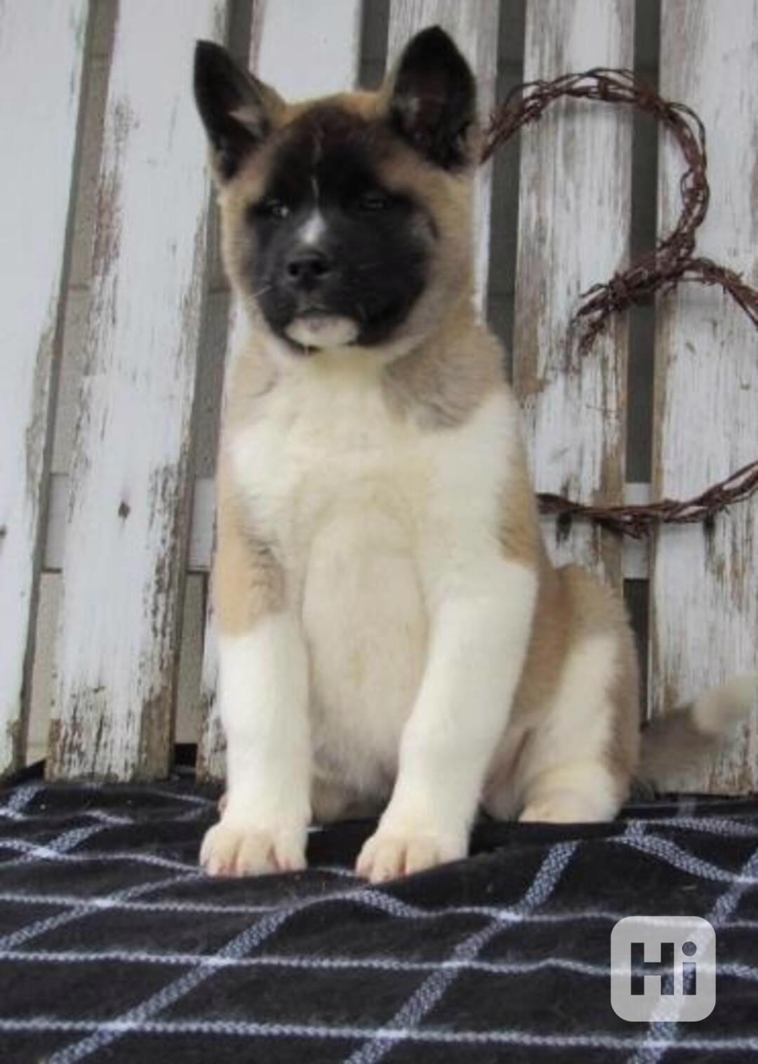 Milujicí štěňata Akita inu potřebují nové rodiny - foto 1