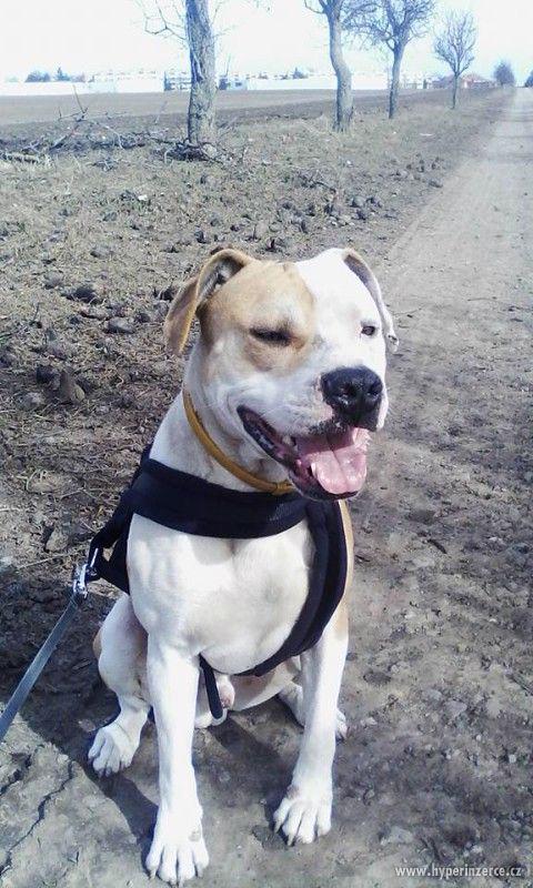 Staford-Pitbul-Argentina, Bez PP - foto 1