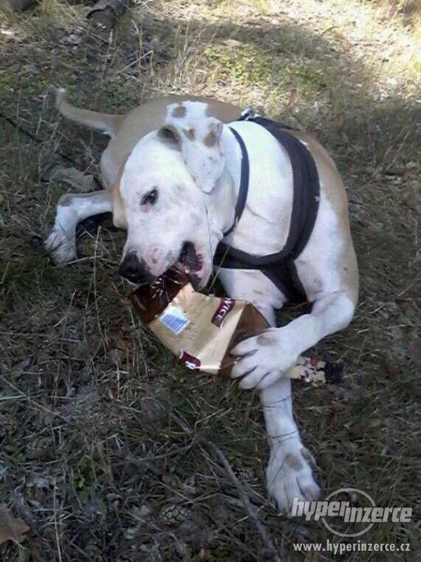 Staford-Pitbul-Argentina, Bez PP - foto 2