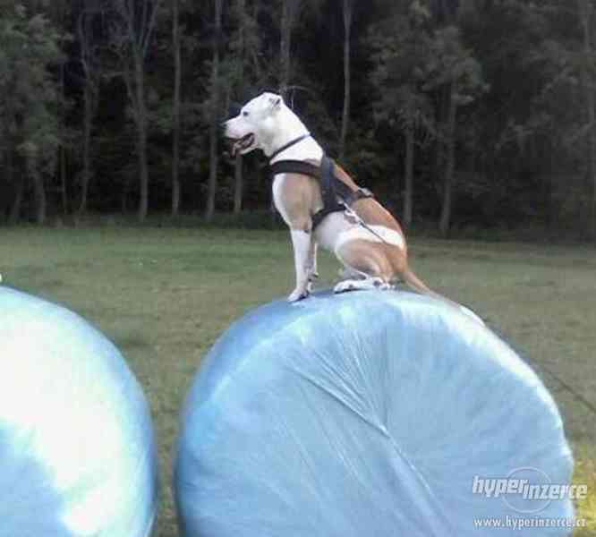 Staford-Pitbul-Argentina, Bez PP - foto 3