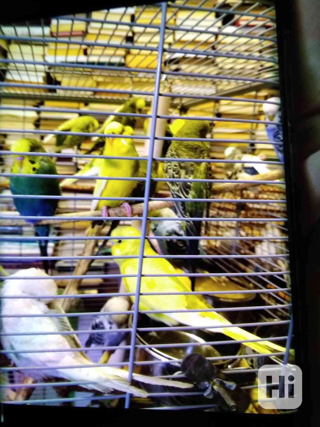 Andulky - foto 1