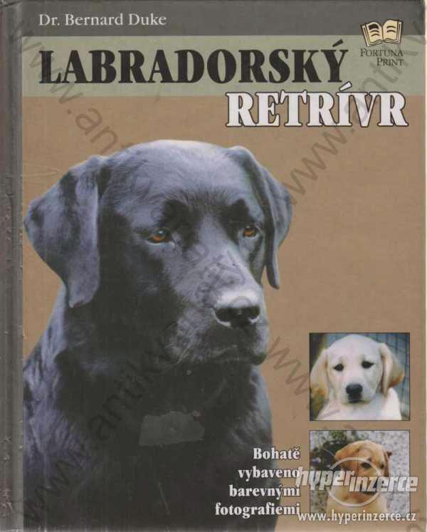 Labradorský retrívr Bernard Duke Fortuna Print - foto 1