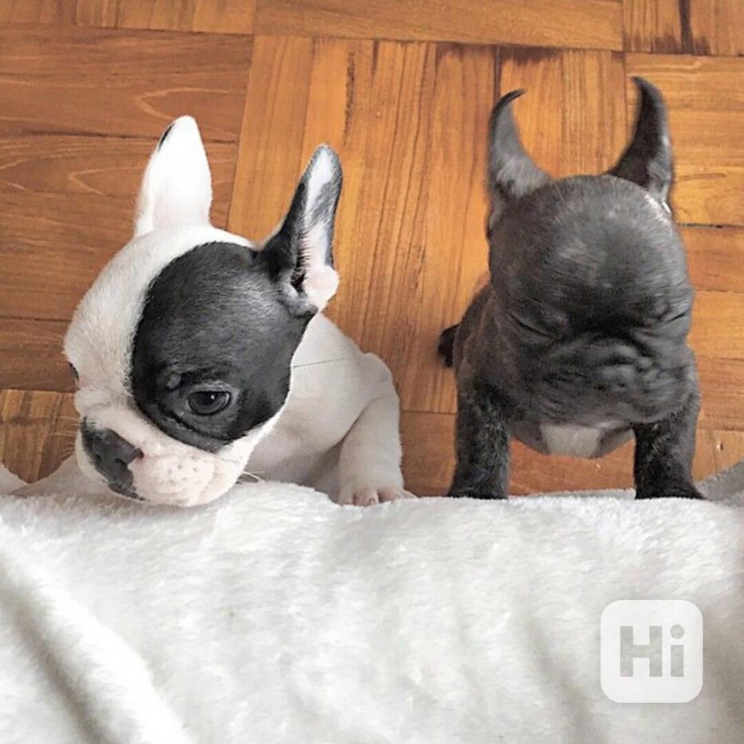  Zdarma Dobře vycvičená štěňata francouzského buldočka - foto 1