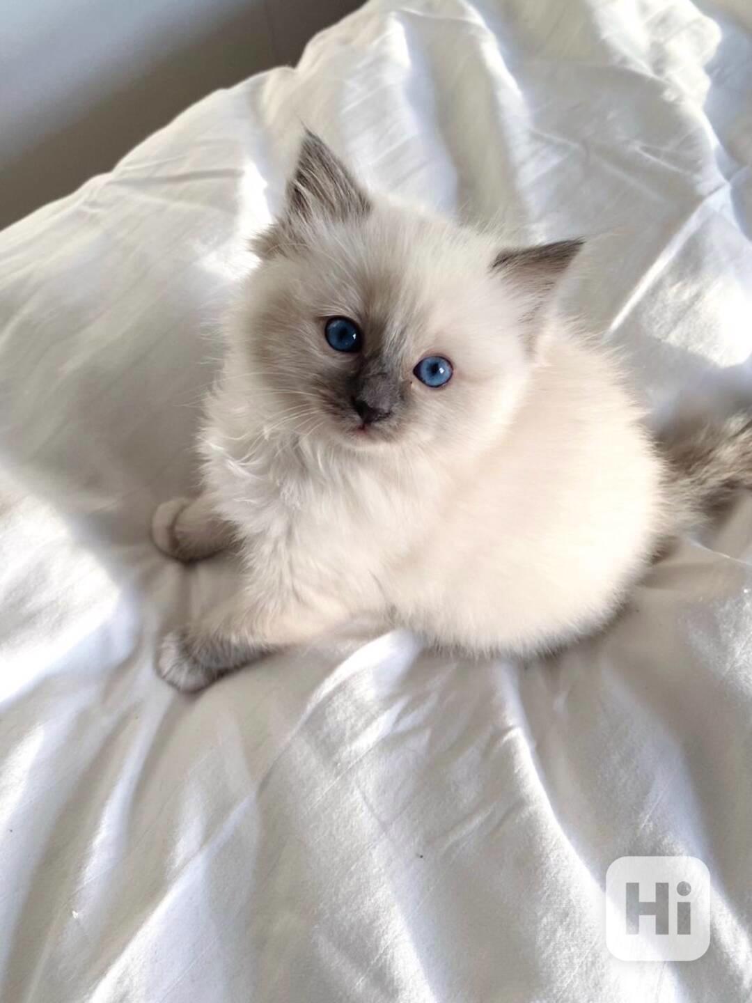 Zdarma ragdoll kotě k adopci hned teď   - foto 1