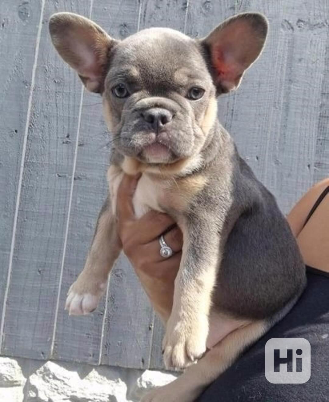 Dobře vycvičená štěňata francouzského buldočka - foto 1