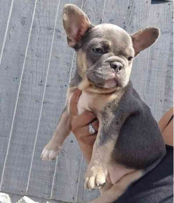 Dobře vycvičená štěňata francouzského buldočka - foto 2