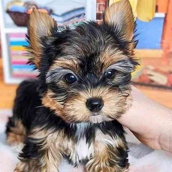 yorky puppy - foto 2