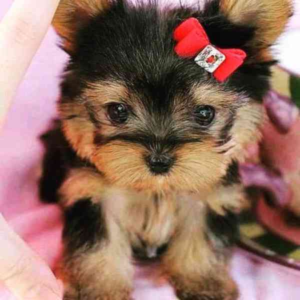 yorky puppy - foto 1