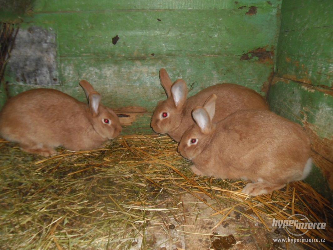 burgundský králík - foto 1
