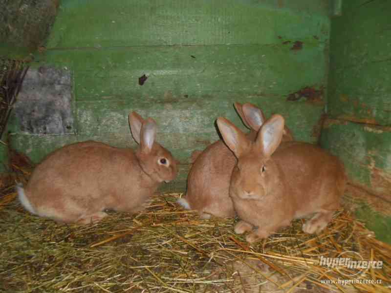 burgundský králík - foto 2