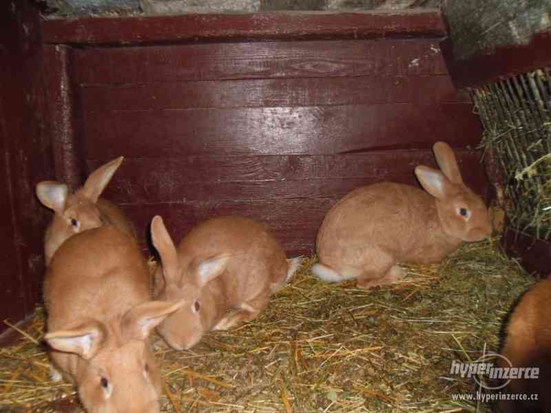 burgundský králík - foto 3