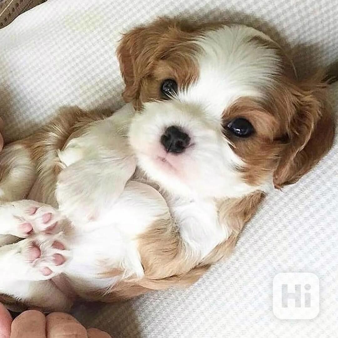 cavachon krásný - foto 1