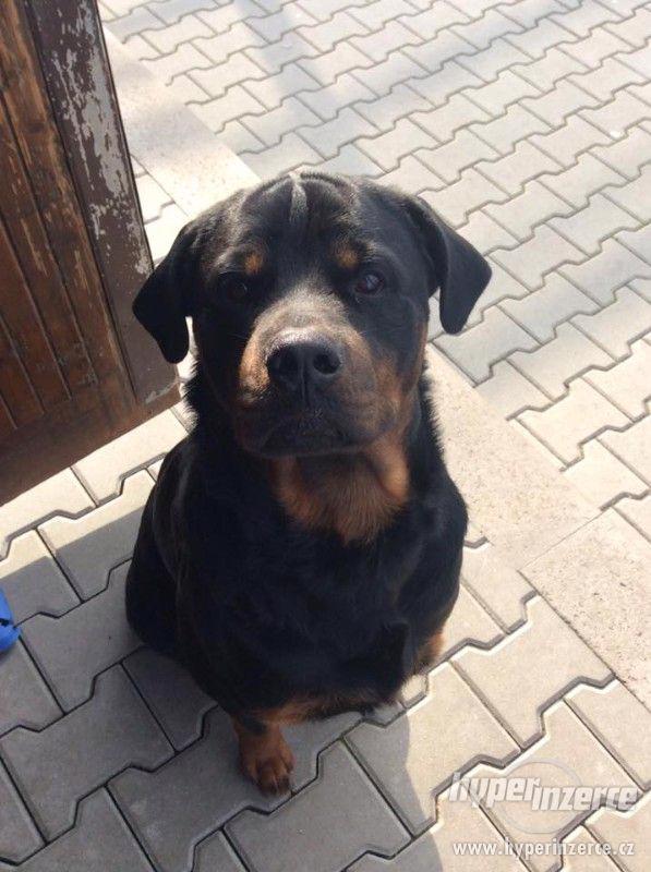 PŘIPUŠTĚNÍ ROTWAJLERA BEZ PP - foto 1