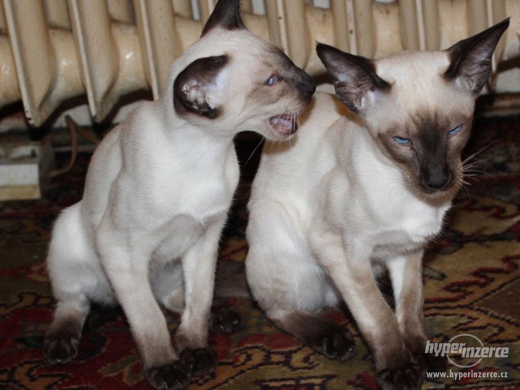 Siamská koťata s PP - foto 1