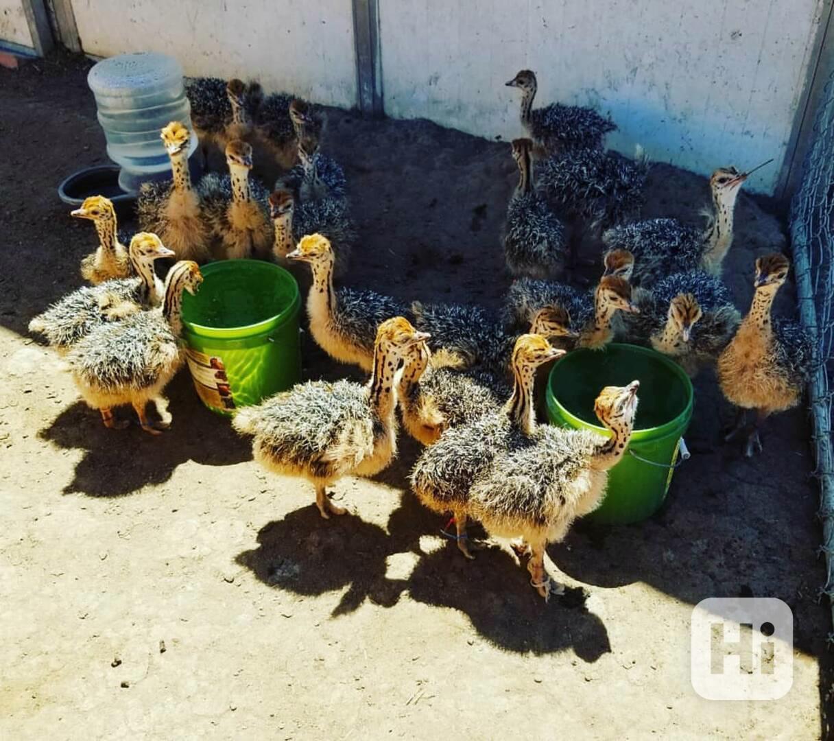 🌿 Pštrosí mláďata na prodej - foto 1