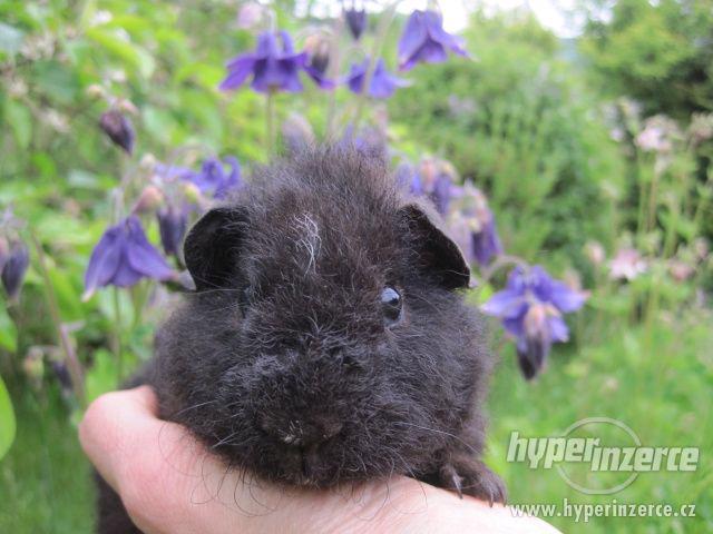 morčátka US teddy s PP - foto 1