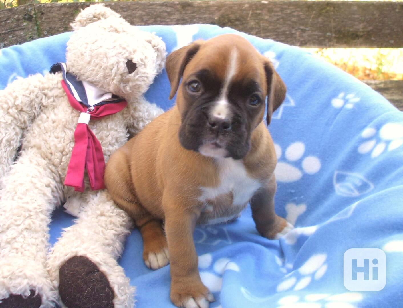 Štěňata boxera k adopci  - foto 1