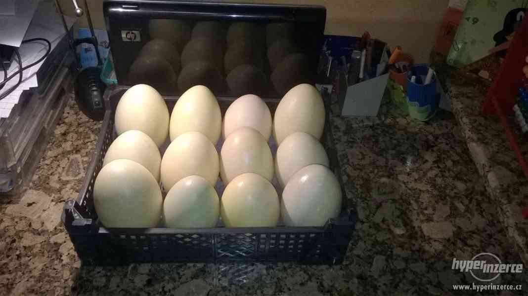 Vyfouklá pštrosí vejce - foto 1