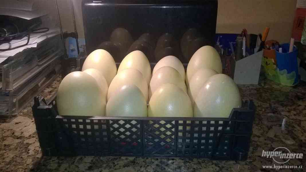 Vyfouklá pštrosí vejce - foto 2