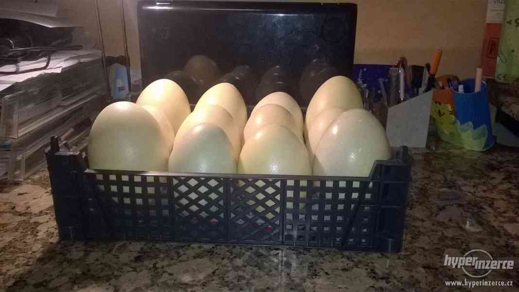 Vyfouklá pštrosí vejce - foto 3