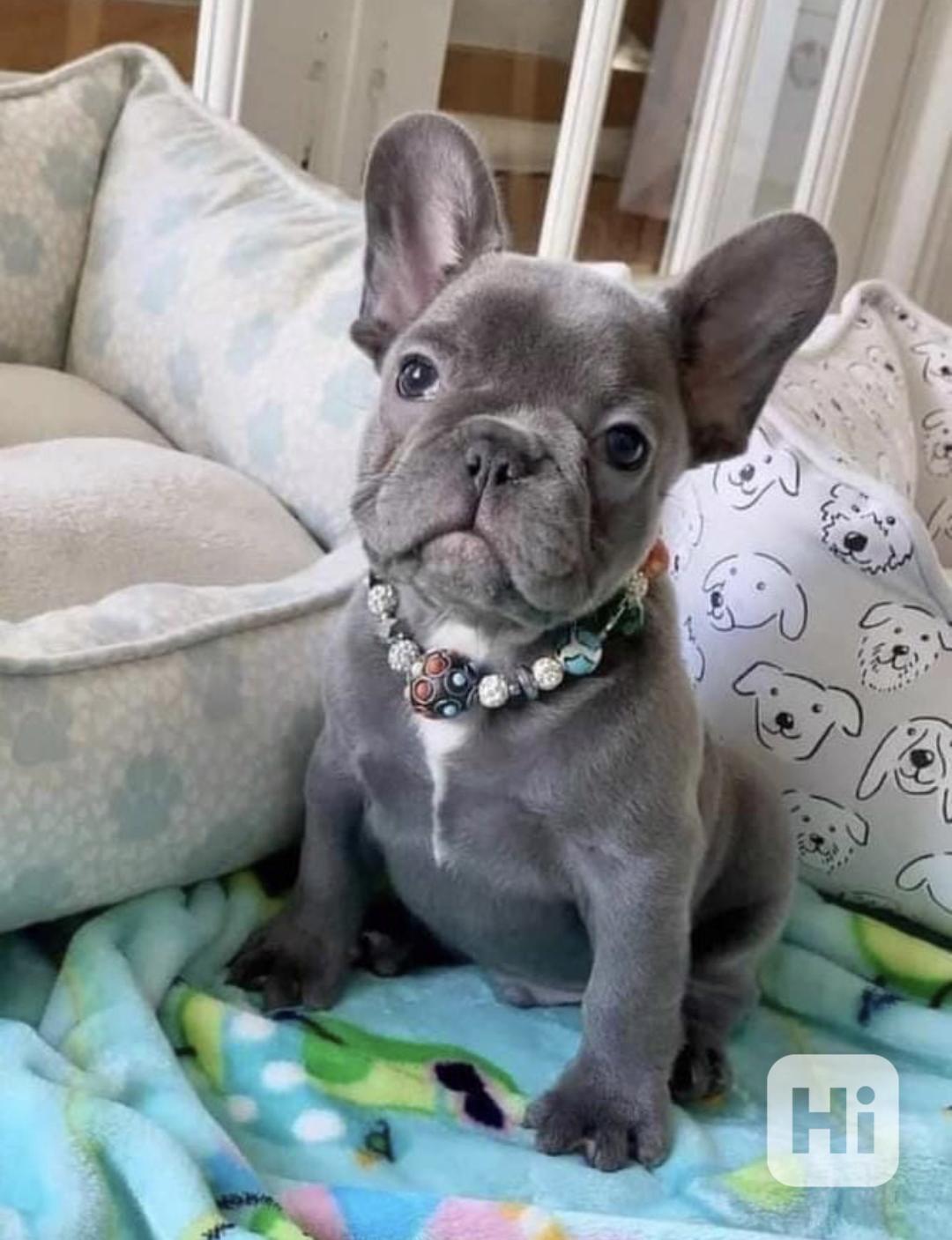 Štěňata francouzského buldočka hledají domov - foto 1