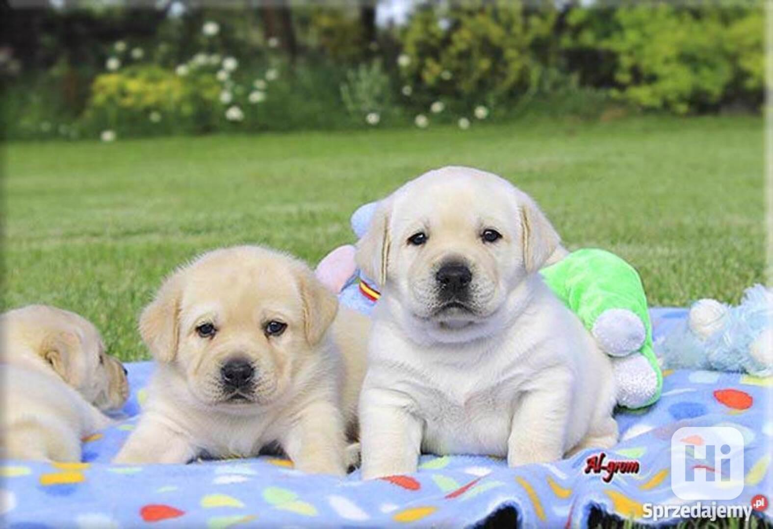 Labrador štěňátka s PP - foto 1