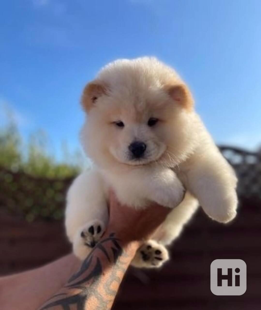 Roztomilá štěňata chow chow do dobrého domova - foto 1