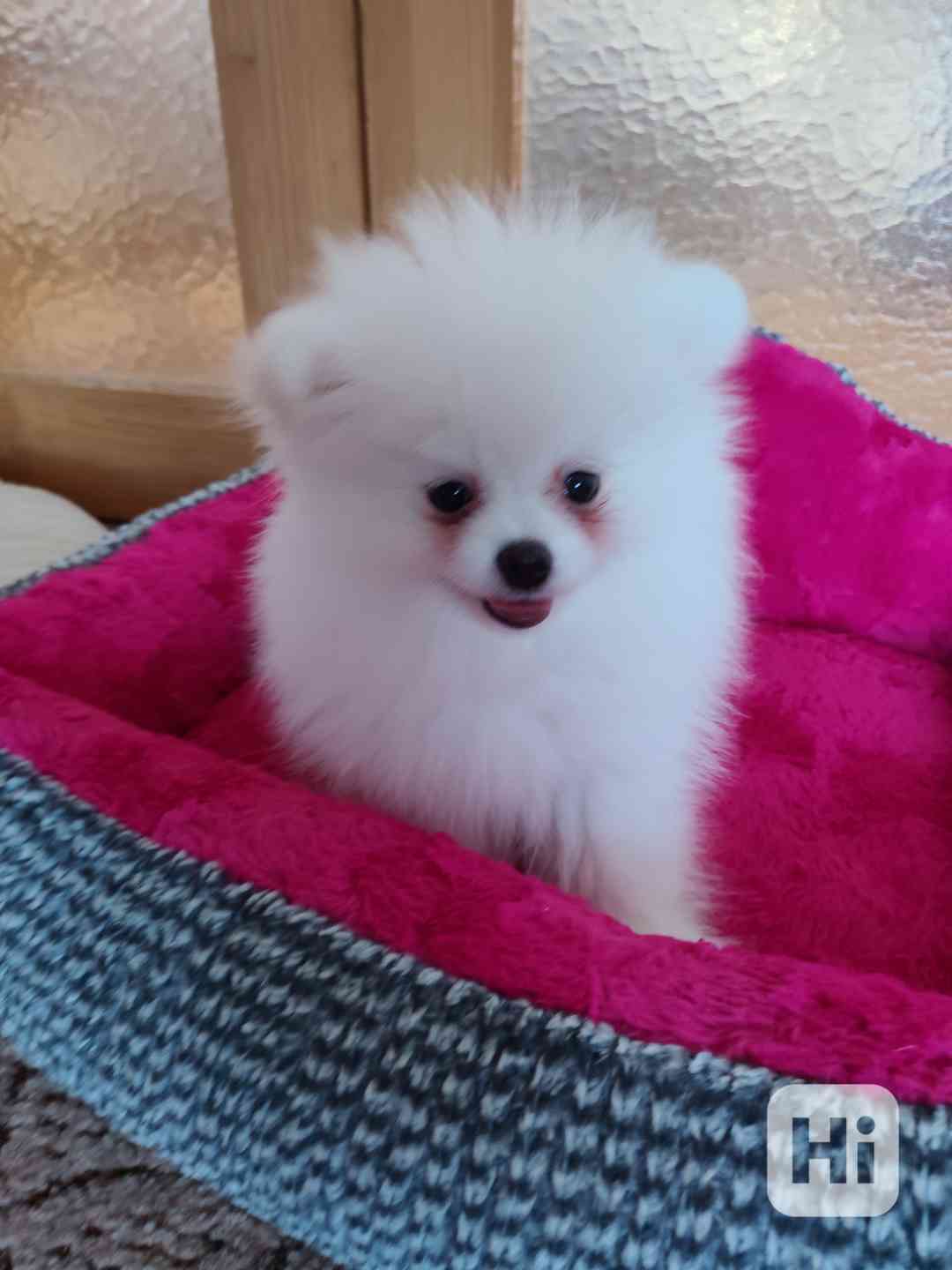 štěnatko POMERANIAN S PP FCI - foto 1