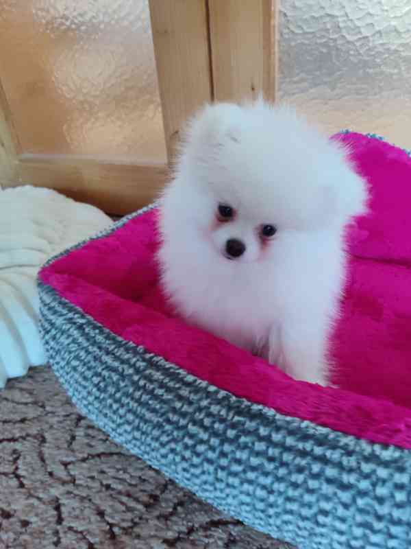 štěnatko POMERANIAN S PP FCI - foto 2