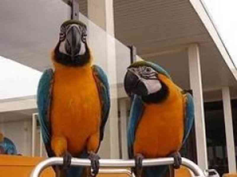 Krásné modré a zlaté papoušky ara na prodej