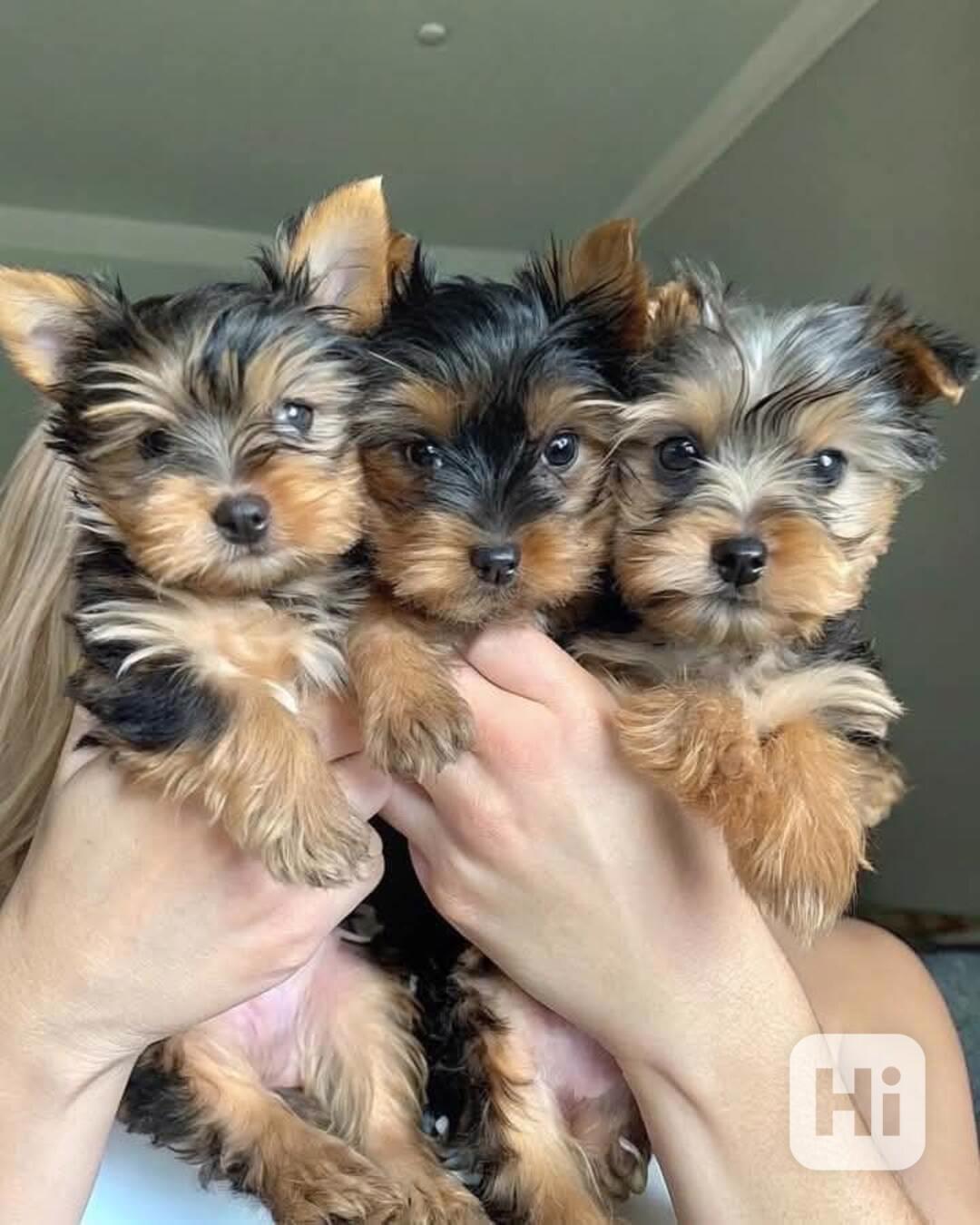 Štěňata super jorkšírského teriéra - foto 1