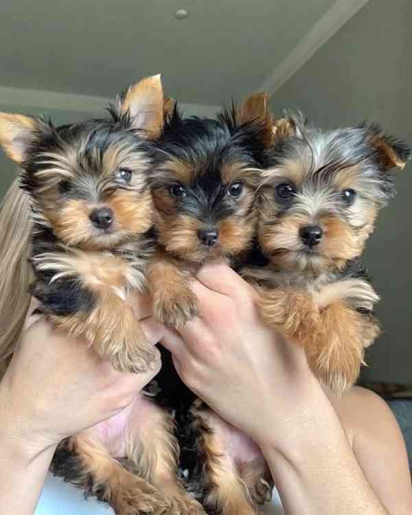 Štěňata super jorkšírského teriéra - foto 1