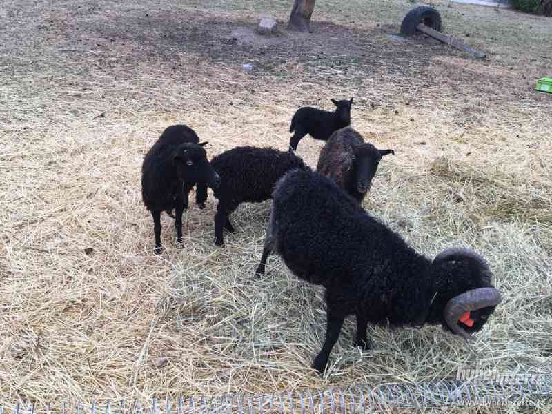 Quessantské ovečky - foto 2