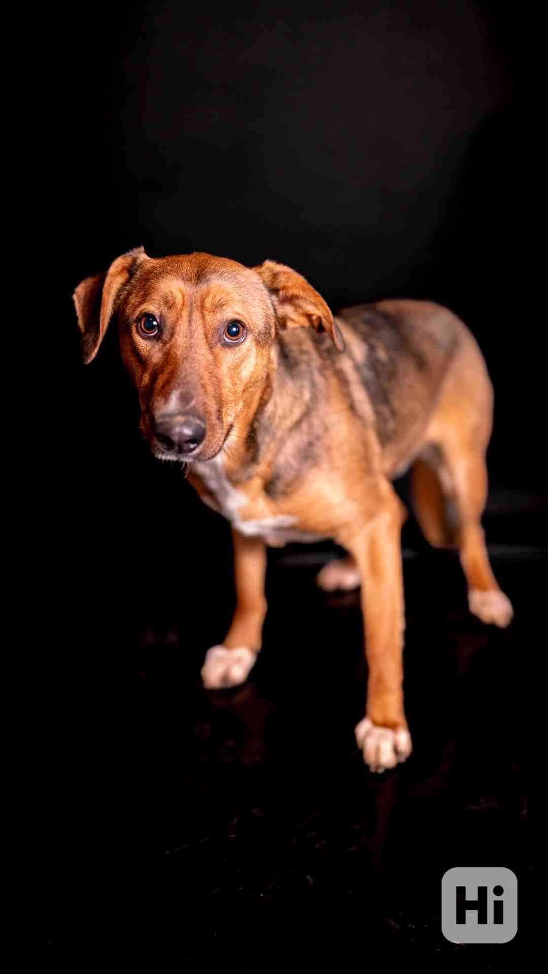 Billie - Bojácnější holčička, hodná kříženka, 10 měsíců - foto 1