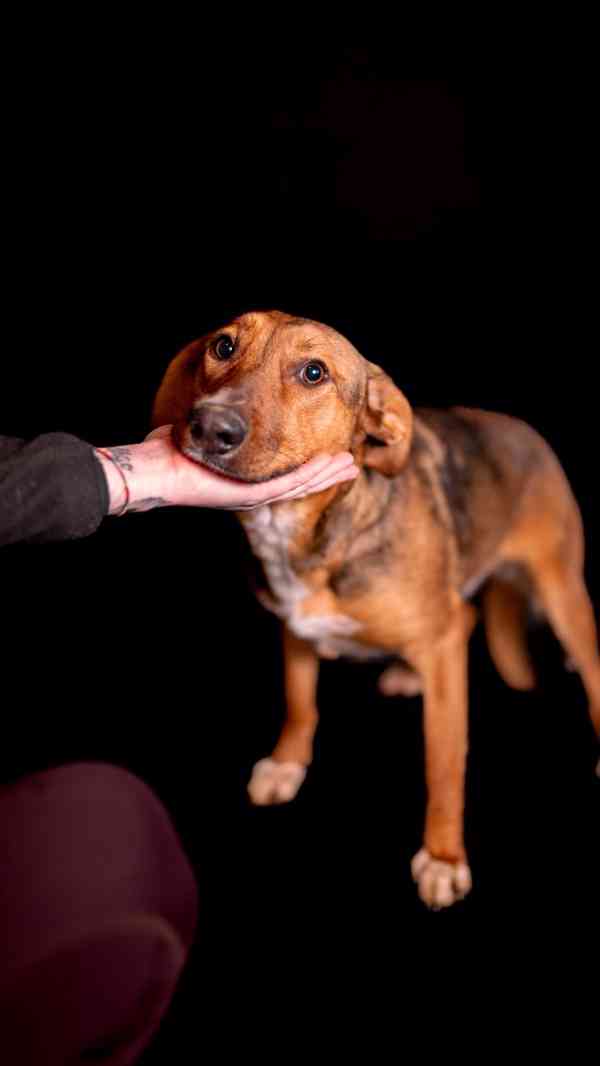 Billie - Bojácnější holčička, hodná kříženka, 10 měsíců - foto 2