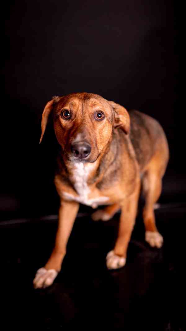 Billie - Bojácnější holčička, hodná kříženka, 10 měsíců - foto 5