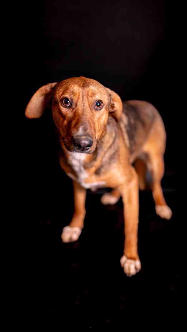 Billie - Bojácnější holčička, hodná kříženka, 10 měsíců - foto 3