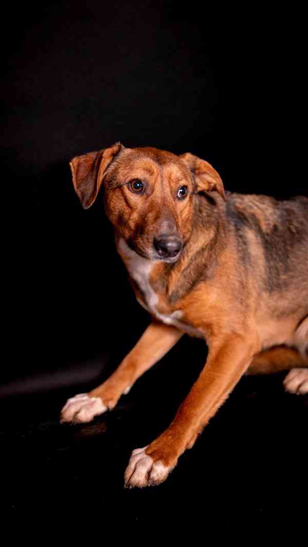 Billie - Bojácnější holčička, hodná kříženka, 10 měsíců - foto 4