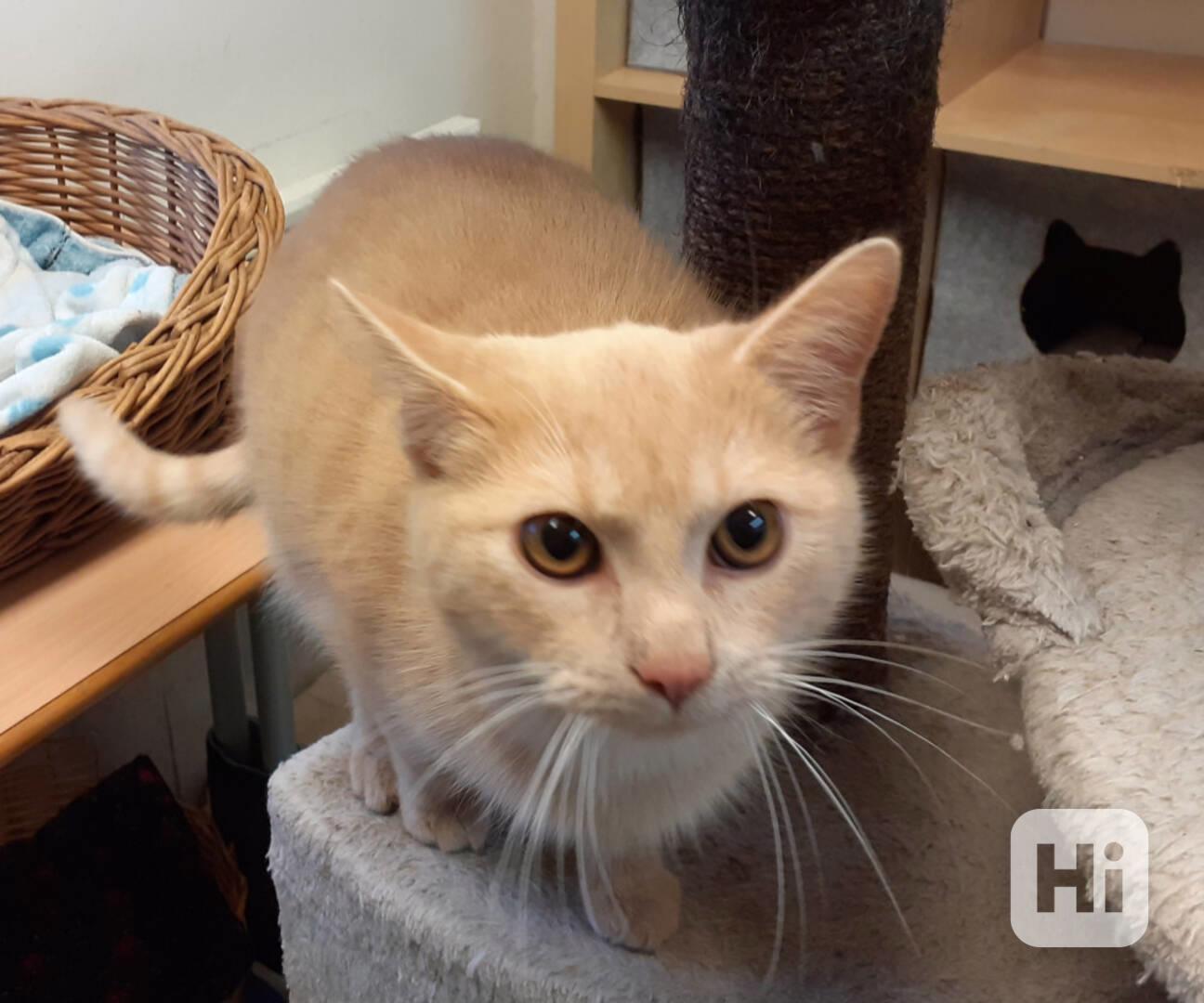 Světle rezavý, mazlivý, hravý báječný 8měsíční Filípek - foto 1